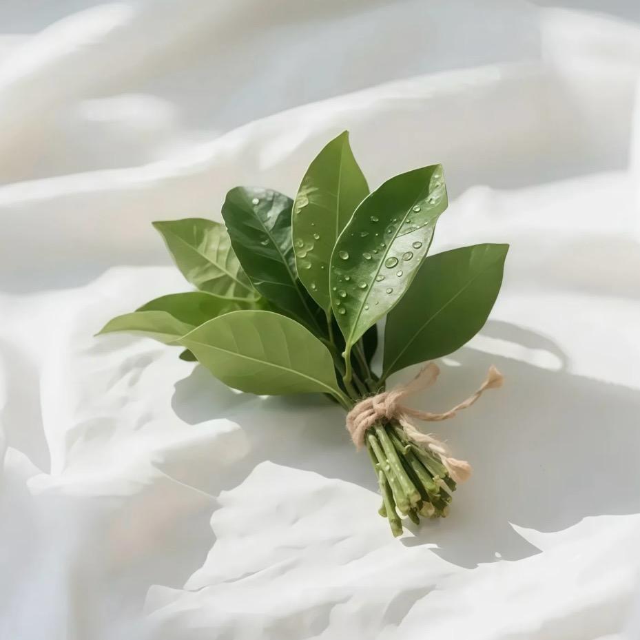 星辰 🌱