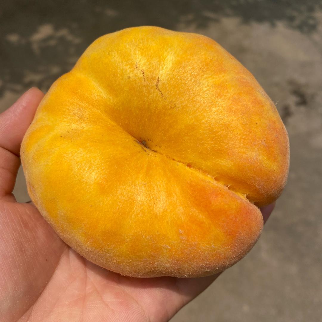 阳仔的小桃园