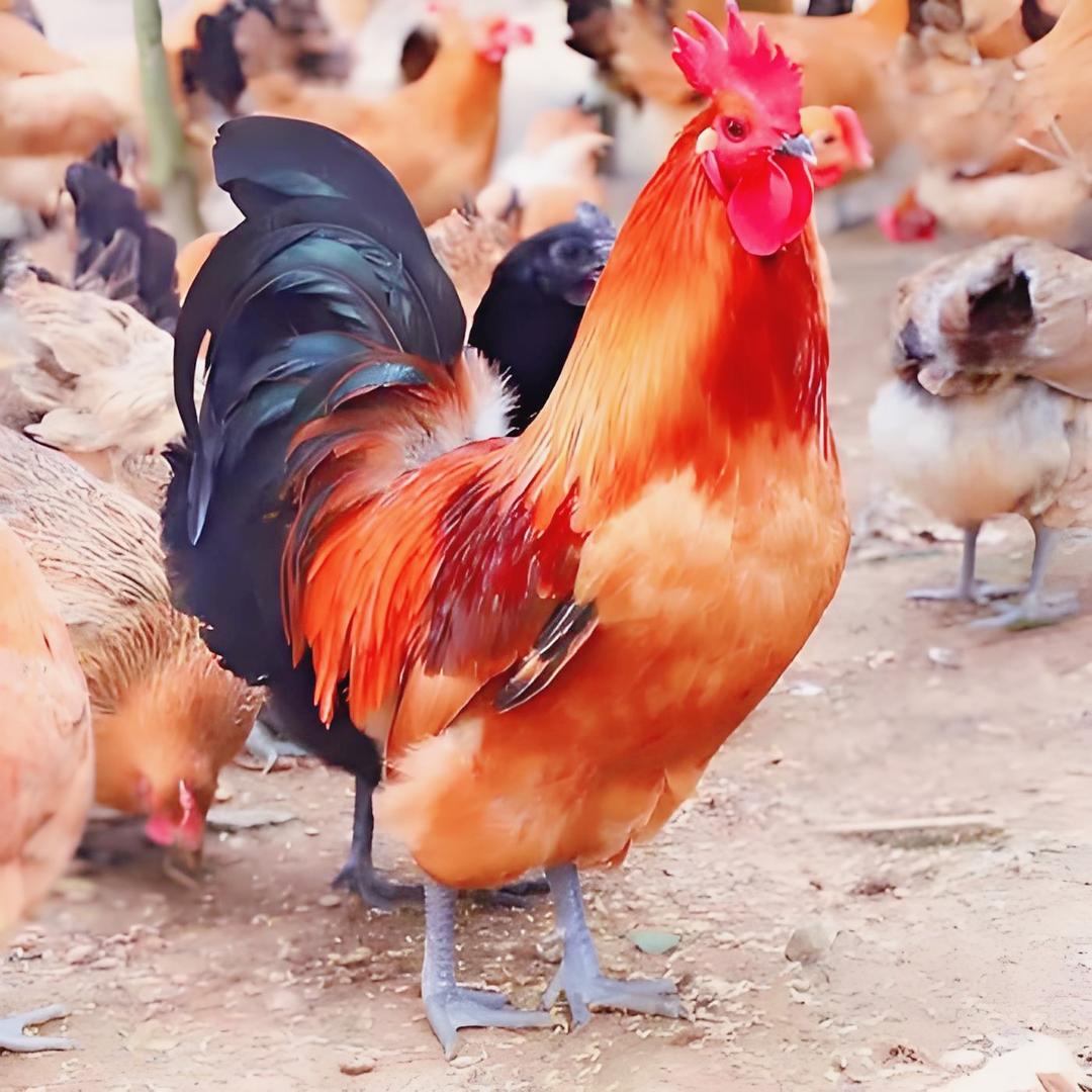 枣庄辣子鸡私房菜