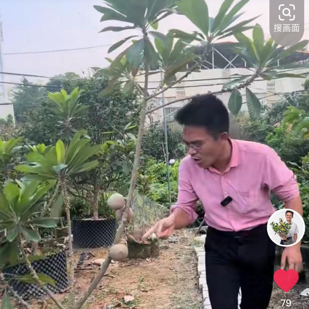 果苗哥漳州果苗超市