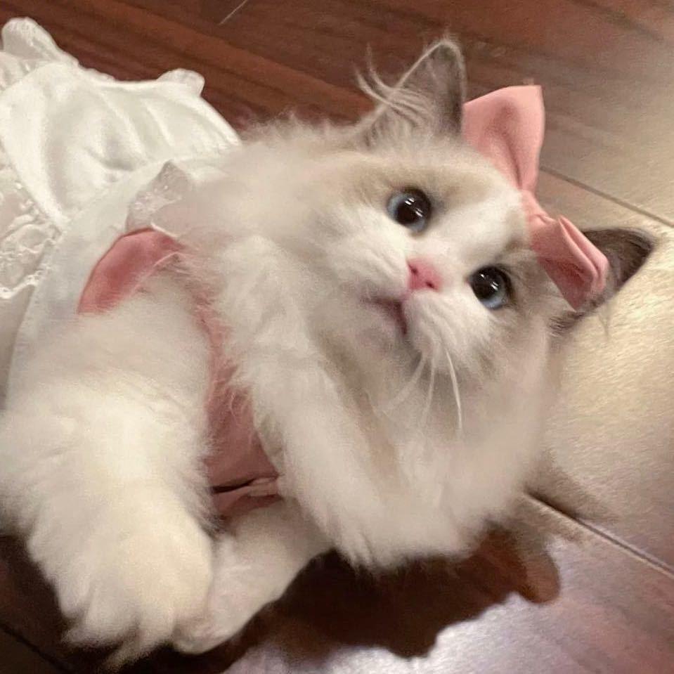 小蛋挞Diana