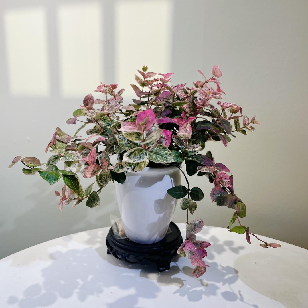 树影森林