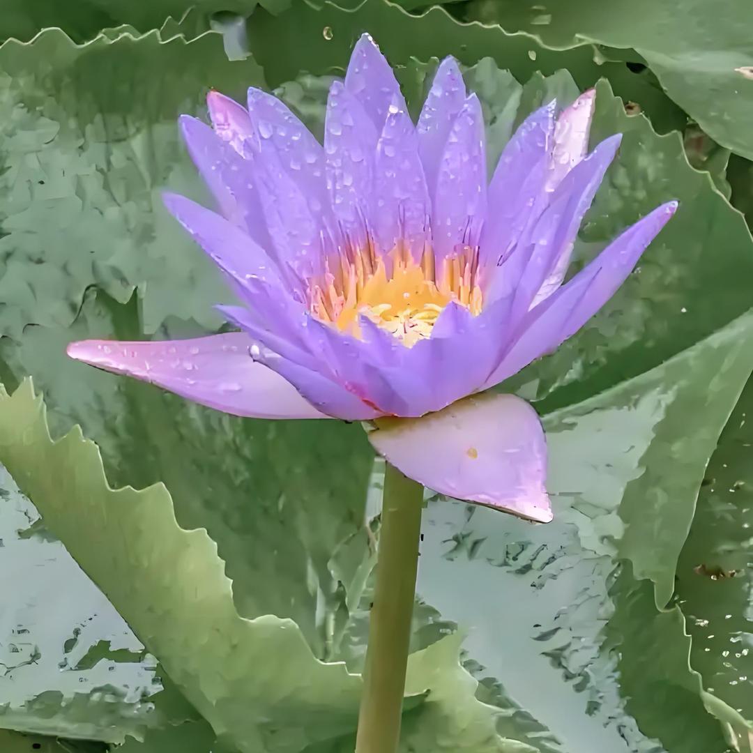 知 返
