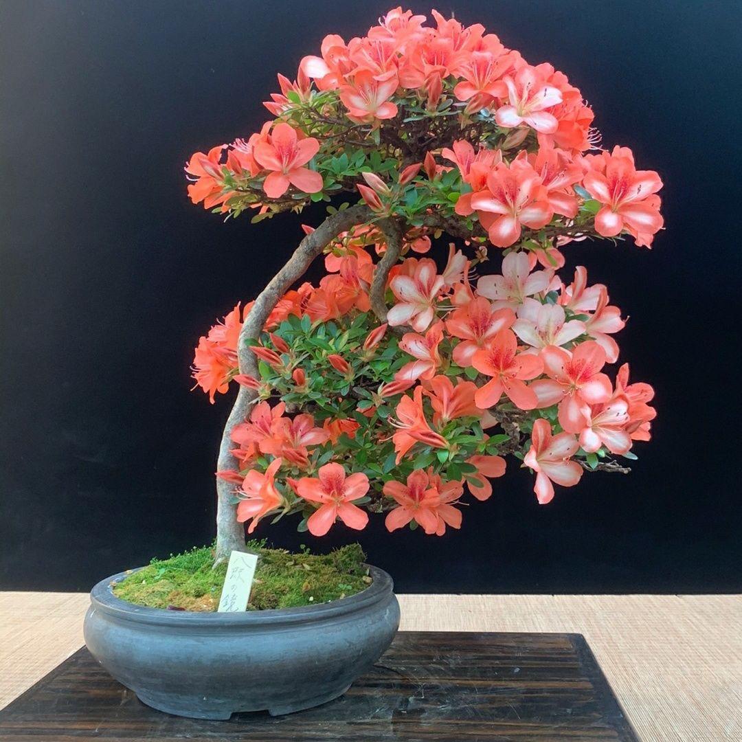 清香阁花苑