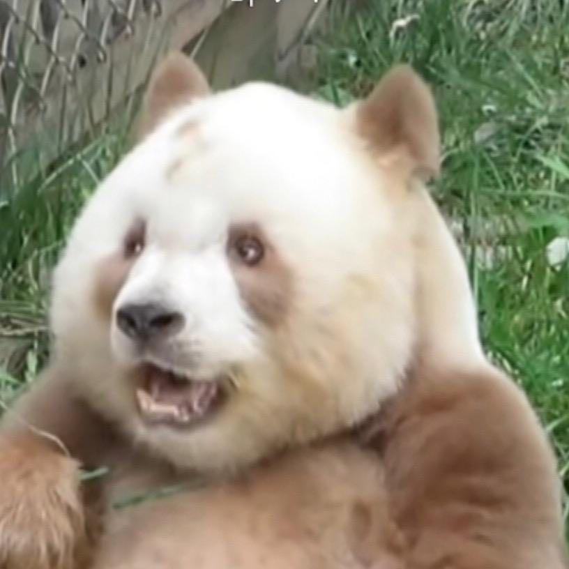 金刚巴拉巴拉比