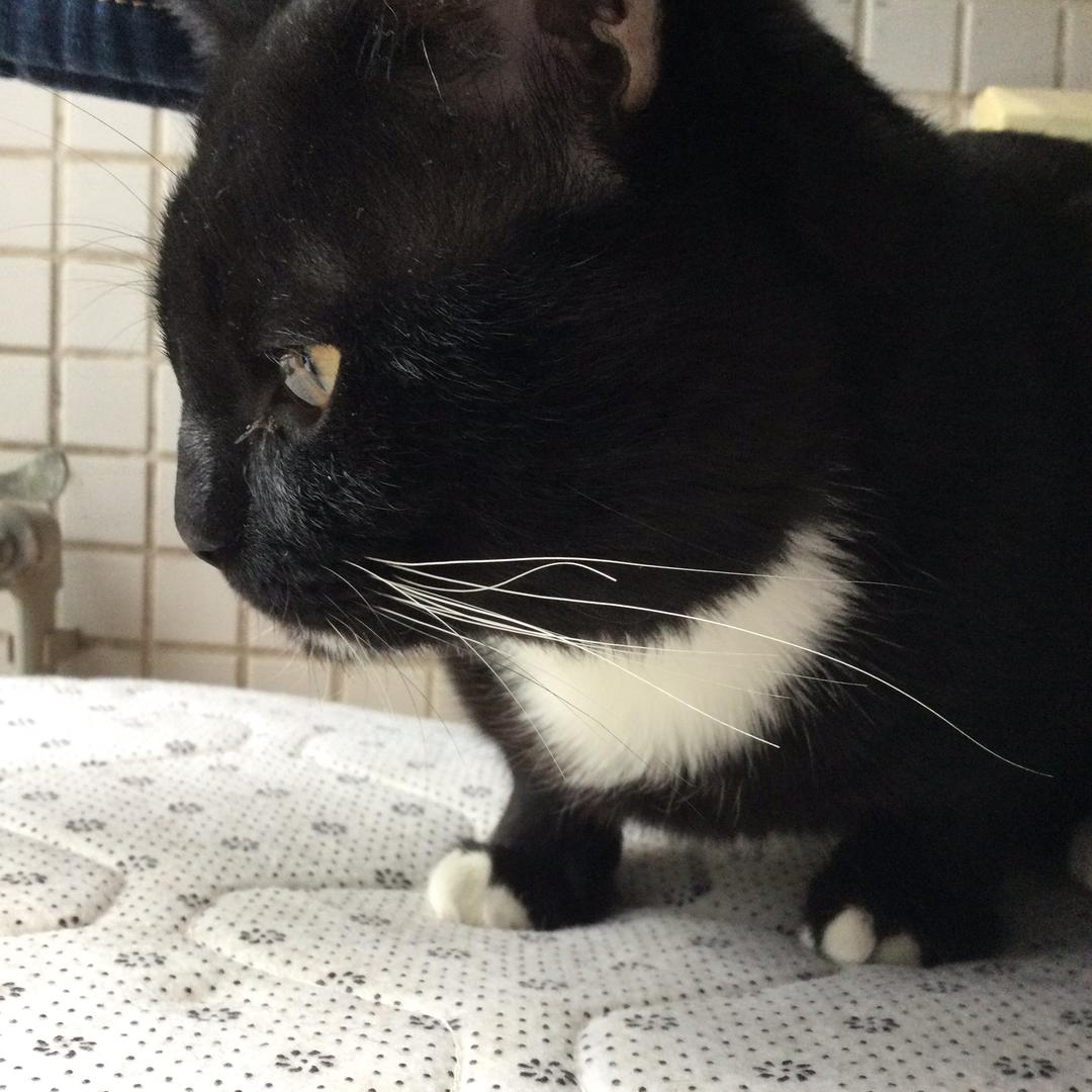 溪边的猫