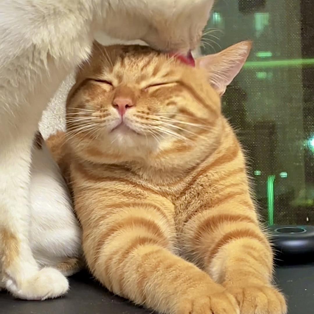 憨憨虎