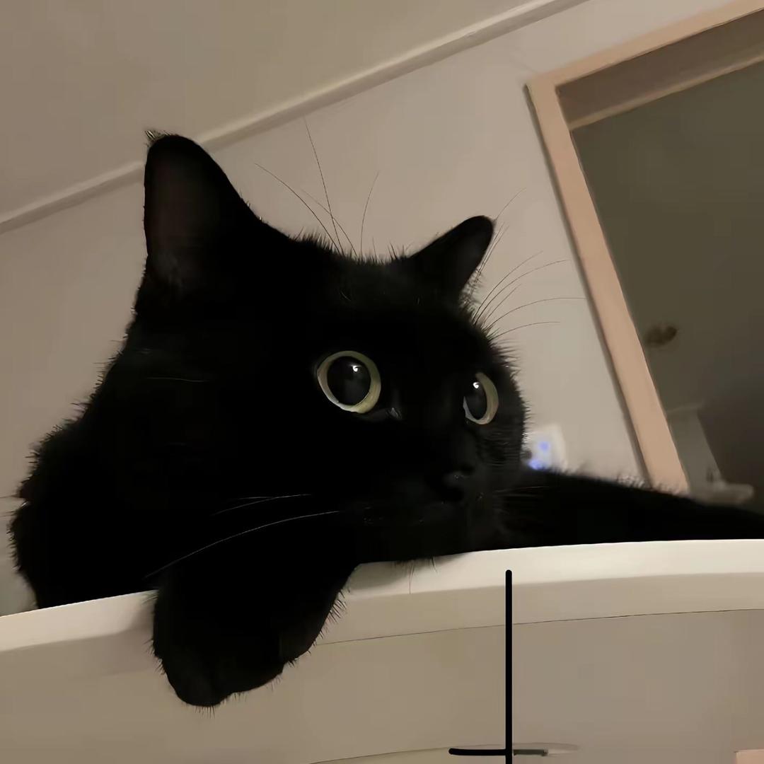 黑猫🐈‍⬛