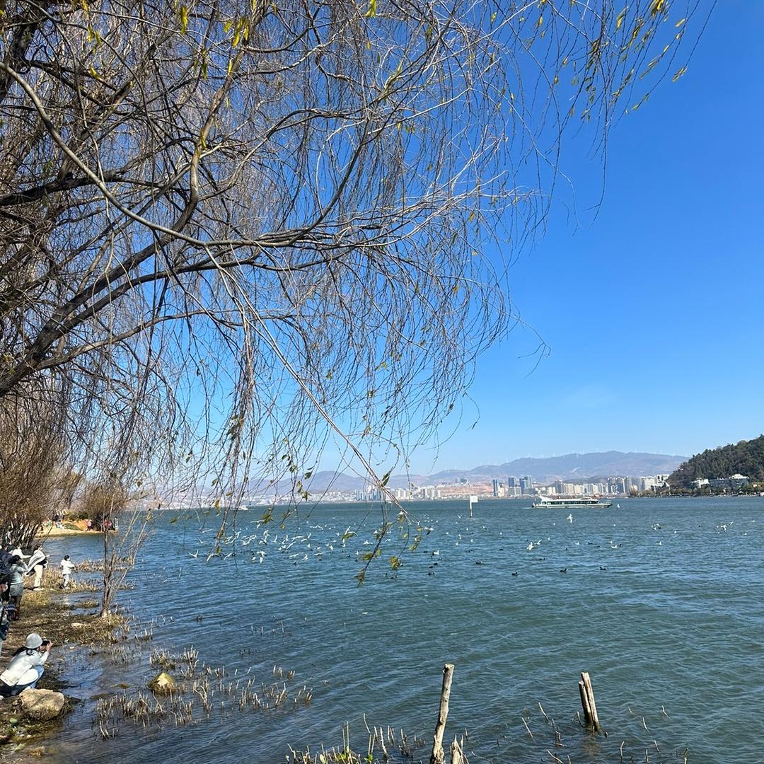 ❤️燕子（橱窗有宝贝）