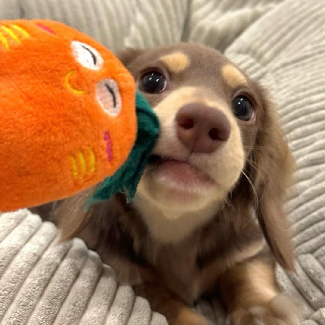 屁桃