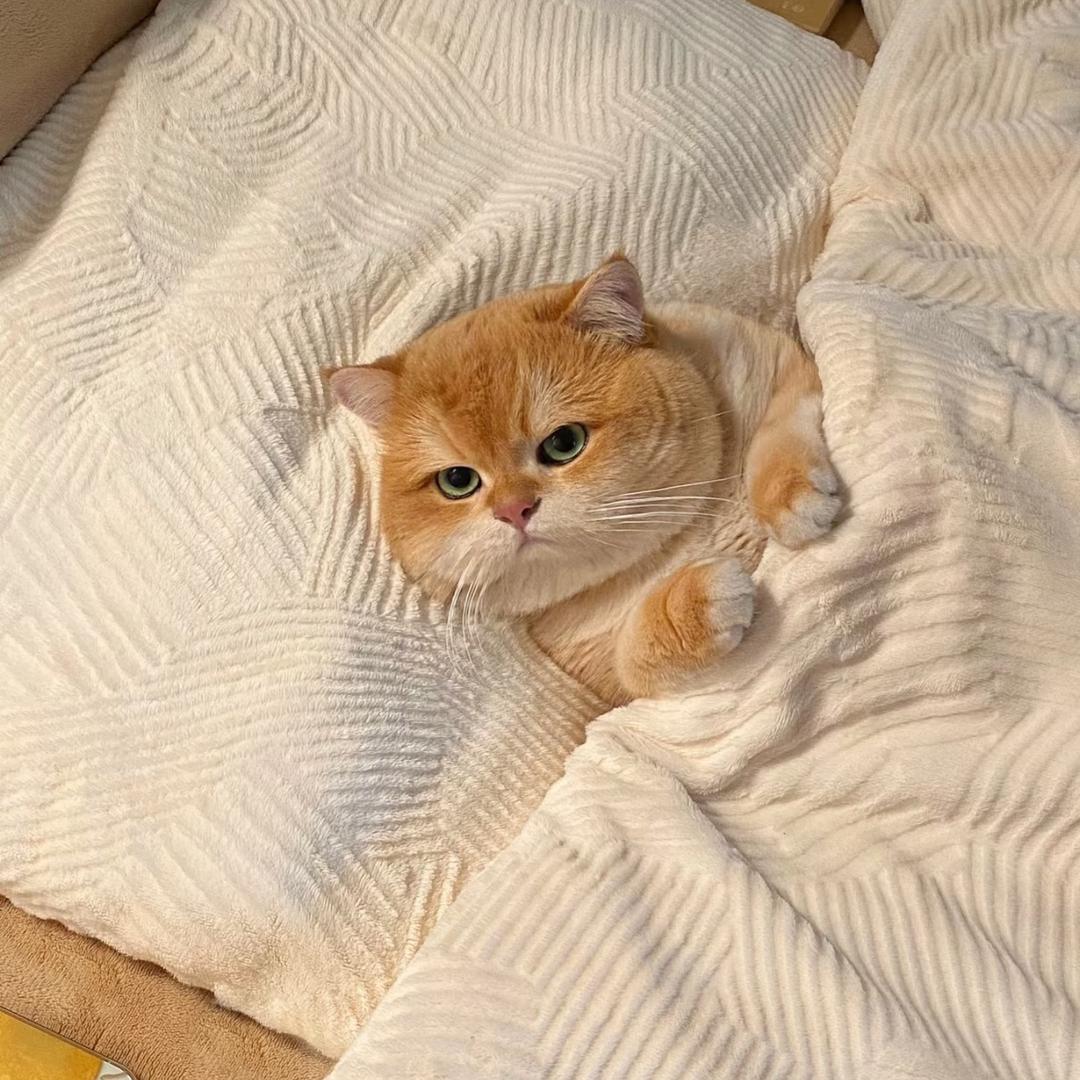 凌晨和猫-（渐层繁育）