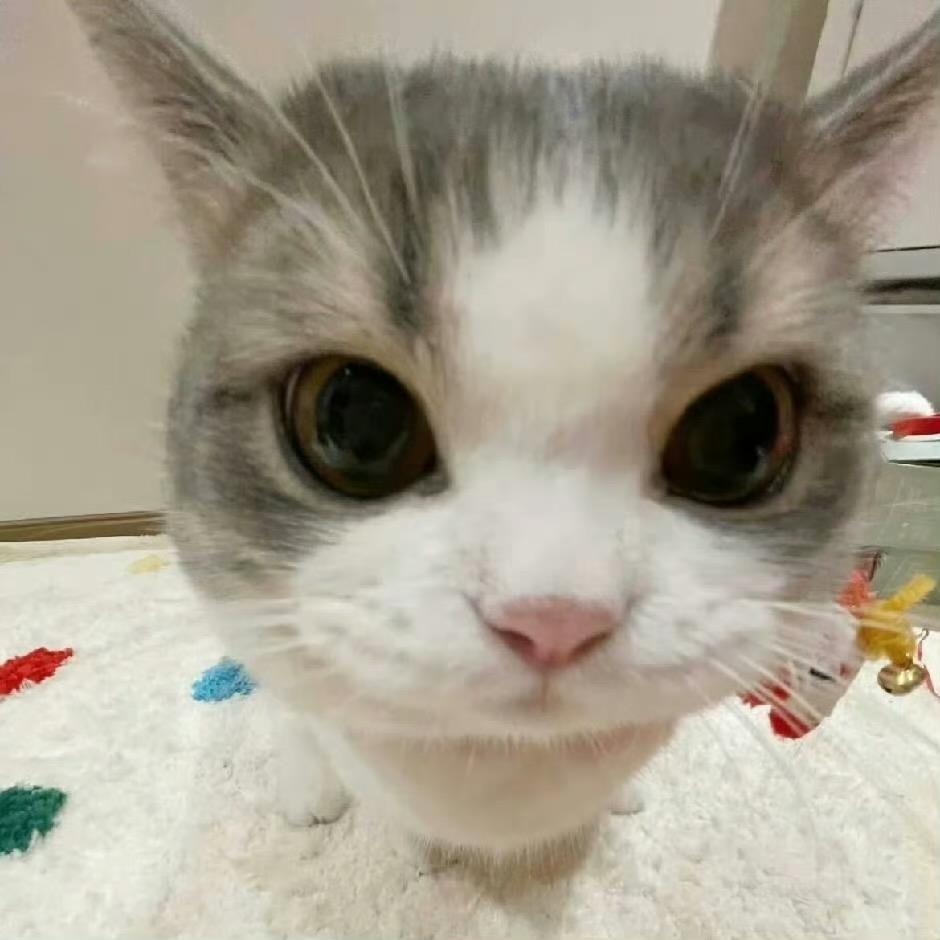 番茄炒西红柿加葱