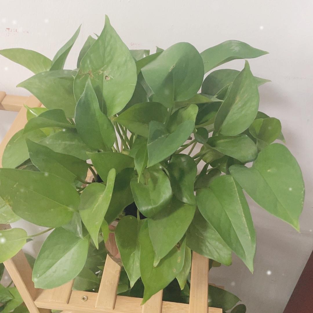 王明优选贸易铺子