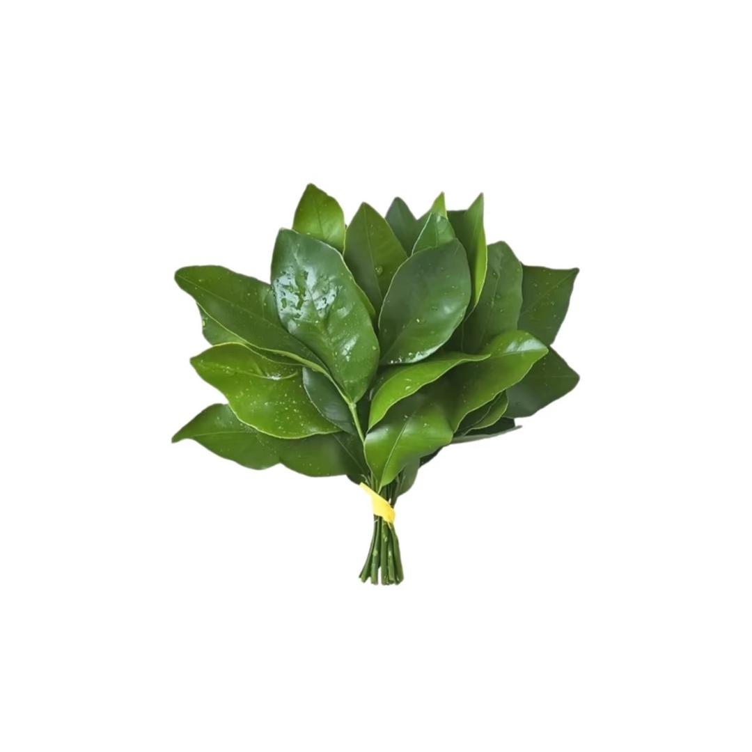 抹茶小姐^