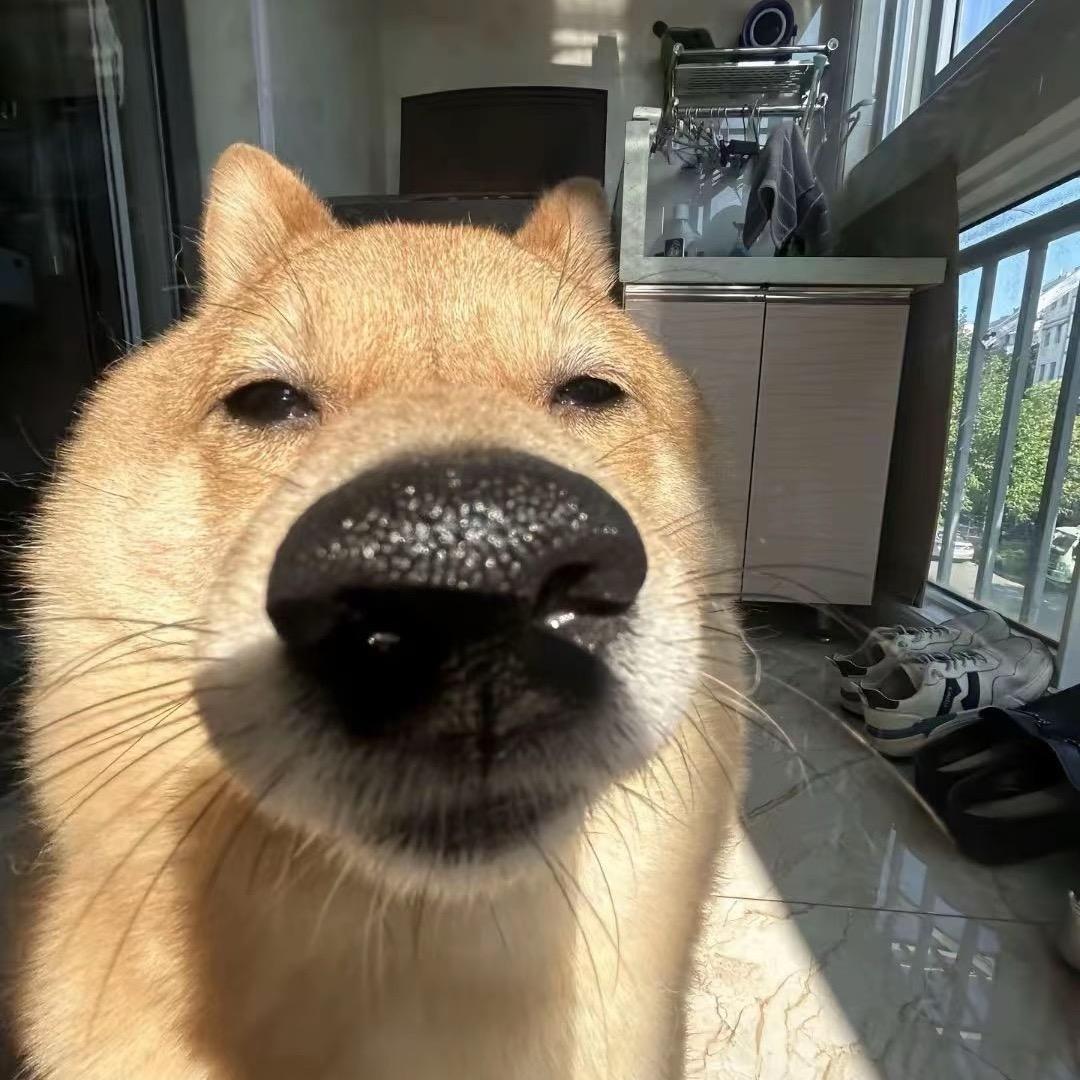 三月白日做梦