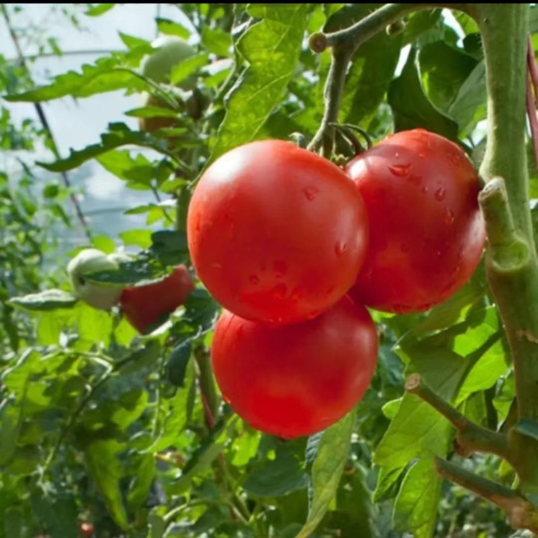 西北鑫宸（新农人）