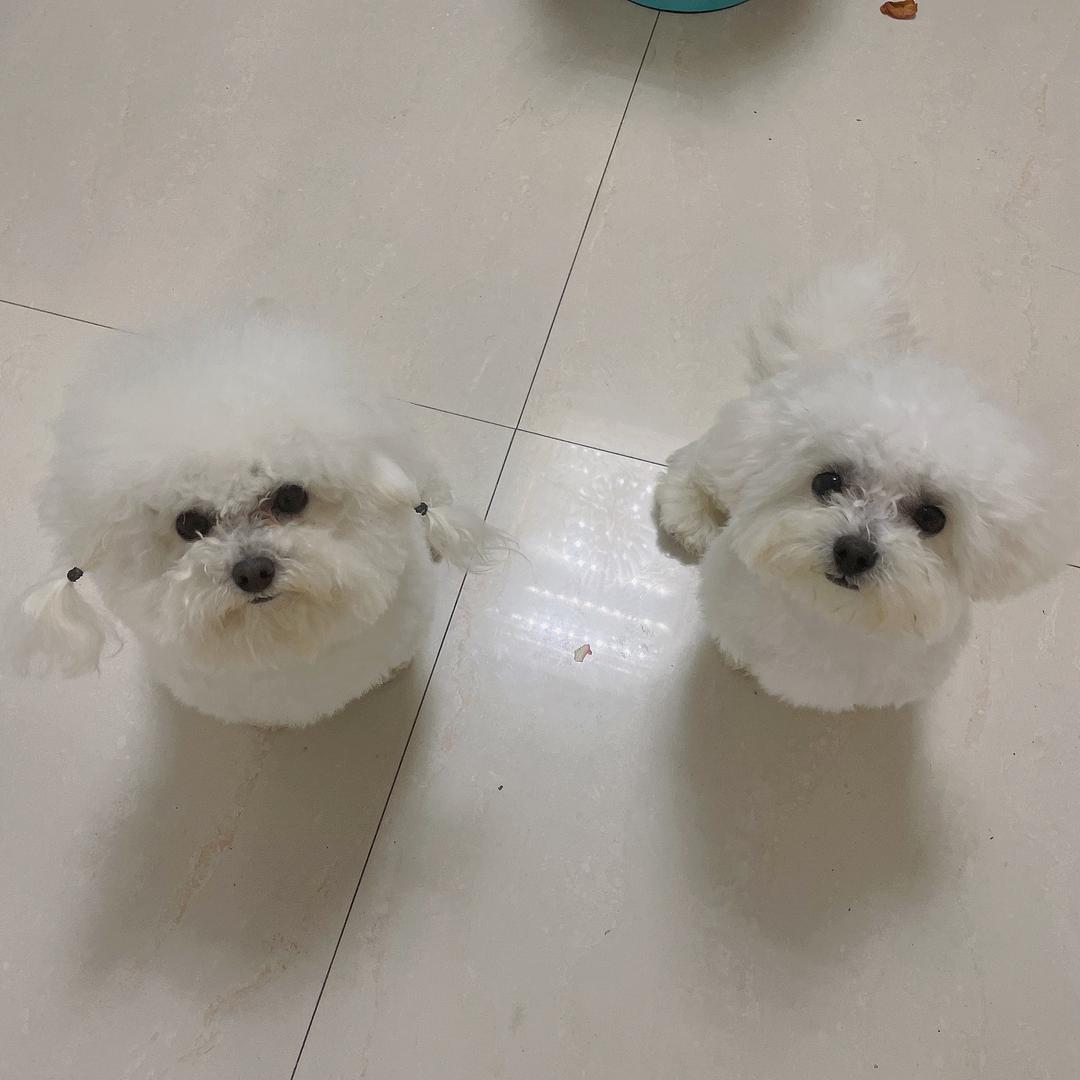 派派的比熊小分队