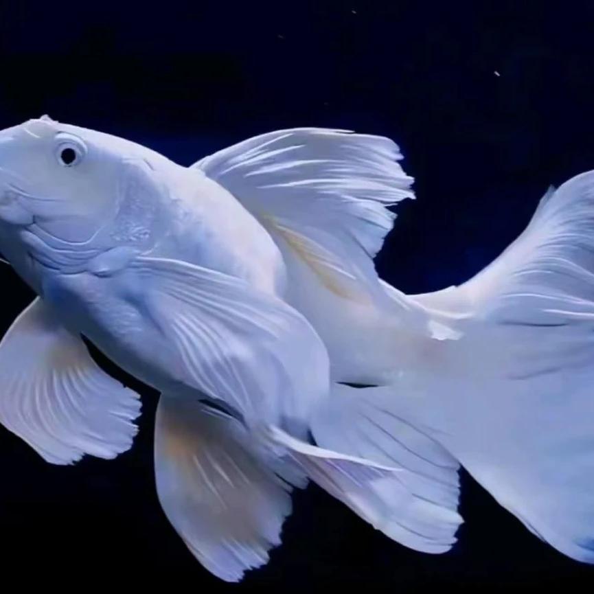 京南水族(精品蝴蝶鲤)