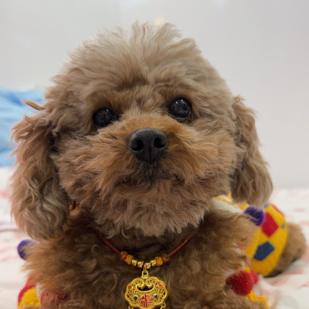 如意如意👩🏻🐶🐱🐱🐱🐱