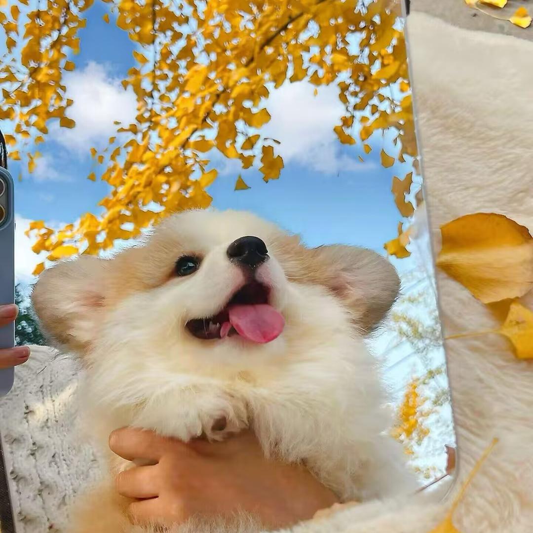 01棵澍（痴迷入青云版