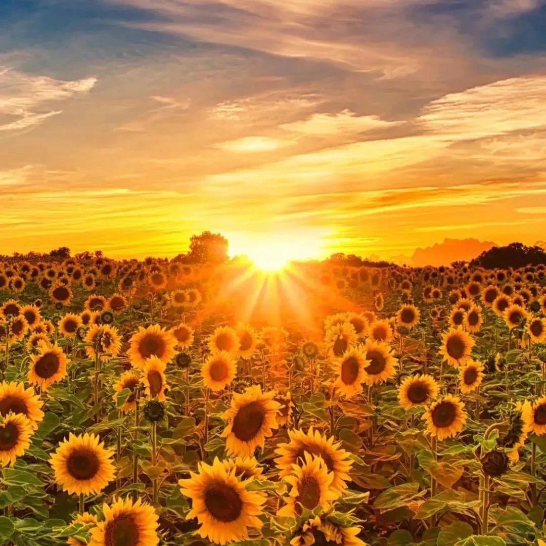 钱程似锦  🌻