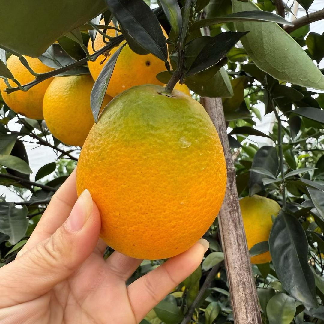 赣南脐橙(产地直发)