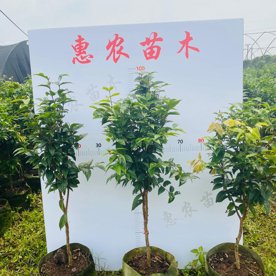 惠农苗木