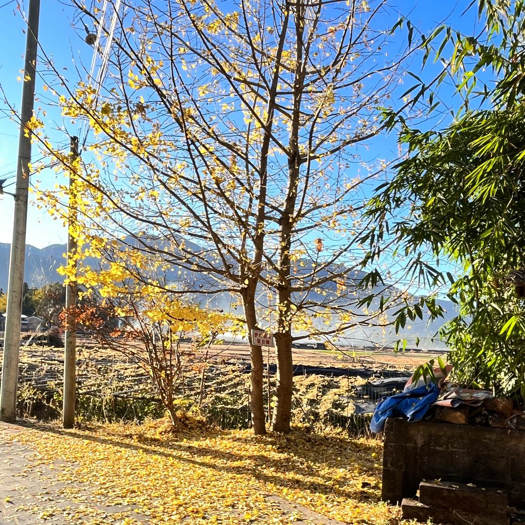 小黄的山里生活