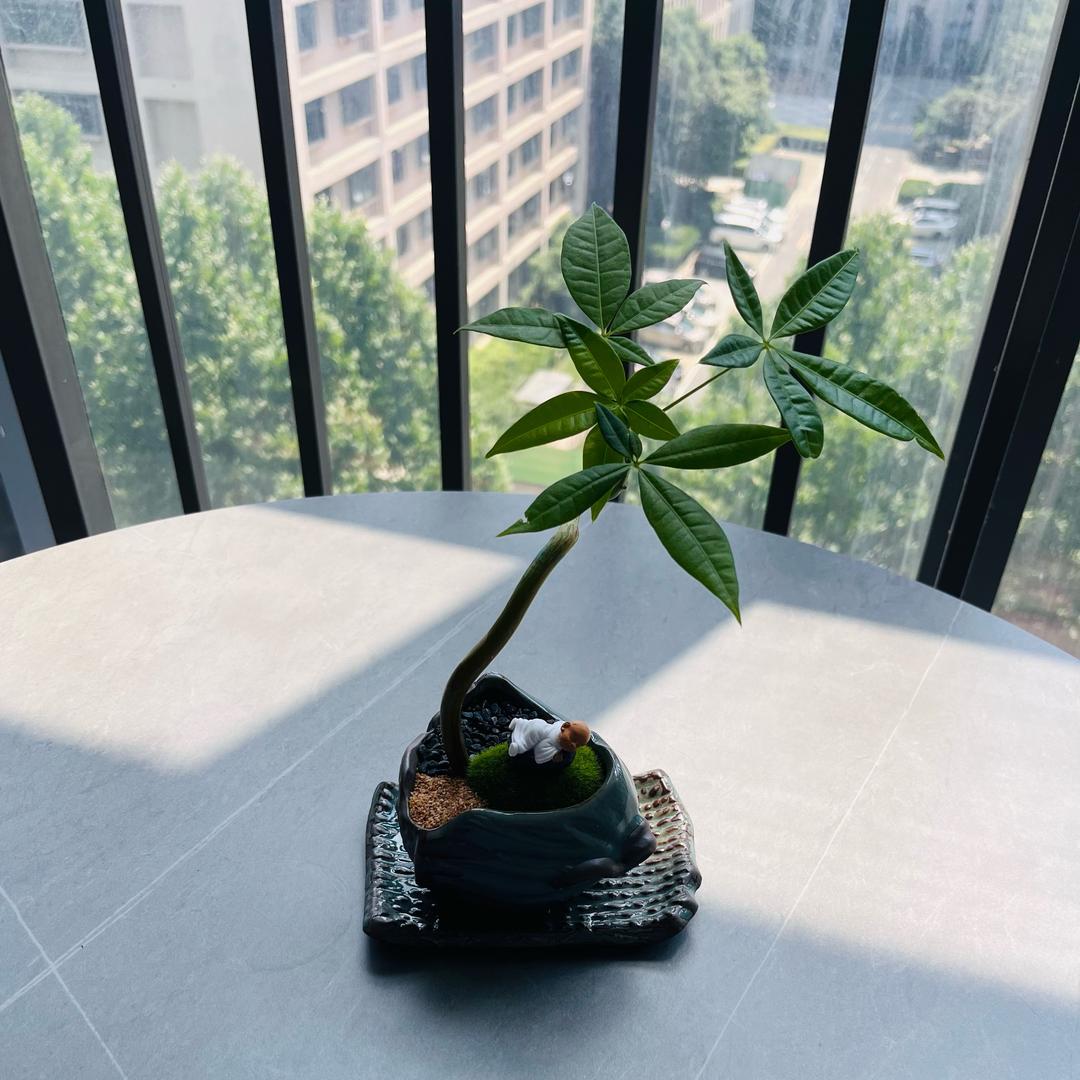 冷樹葉