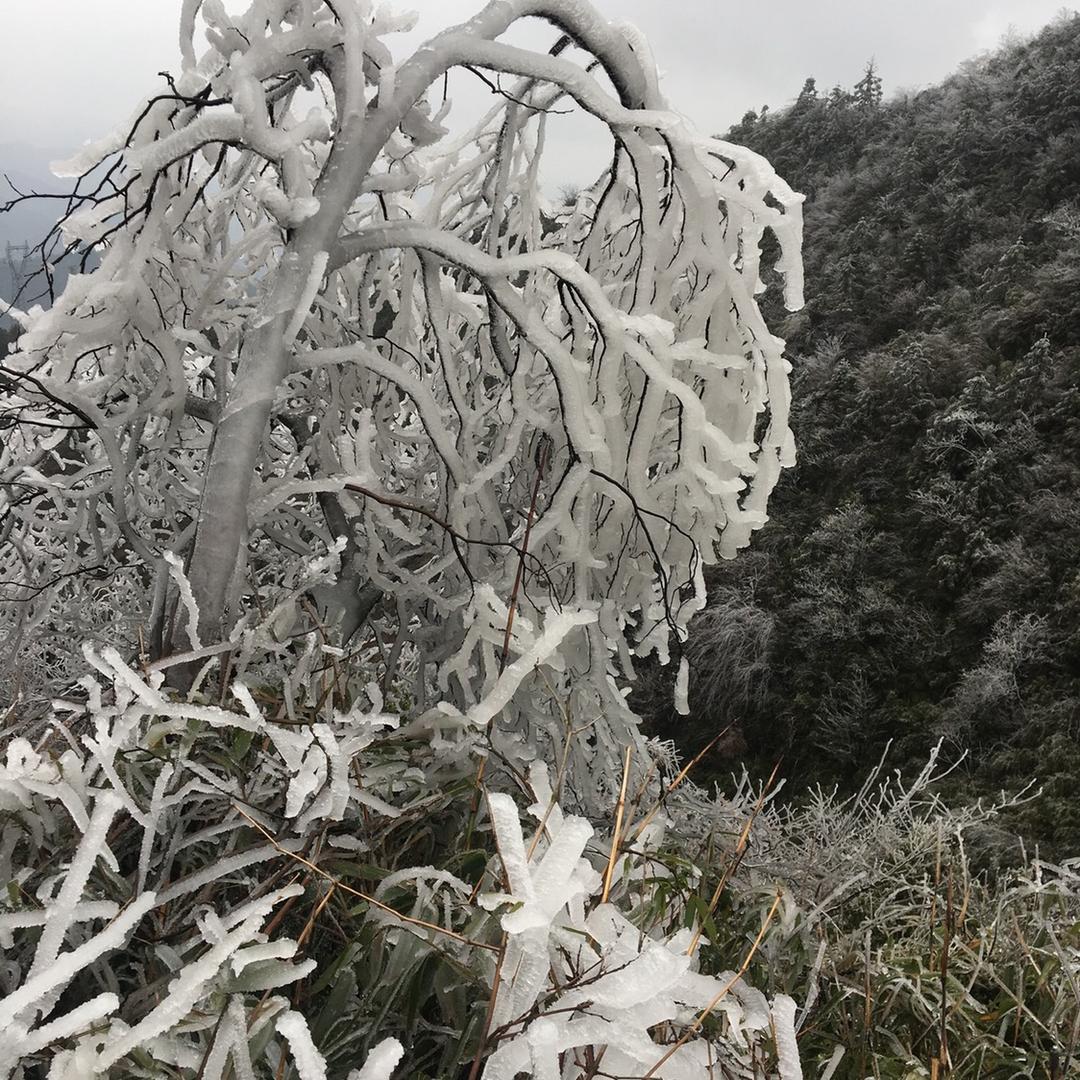 ꫛ℘℘ꫀꪄꪶ .(出现)