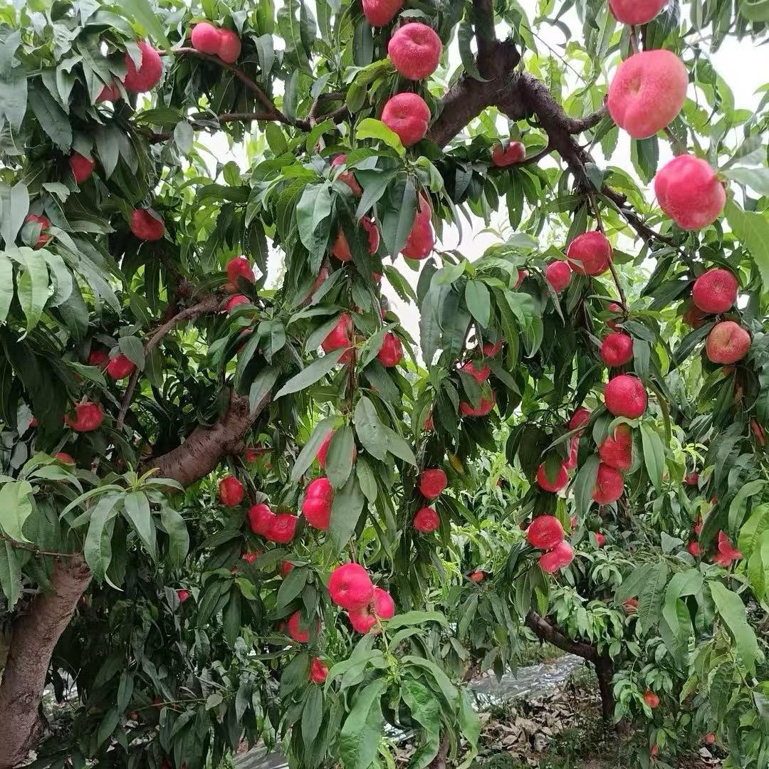 埠苗果树苗木专营店