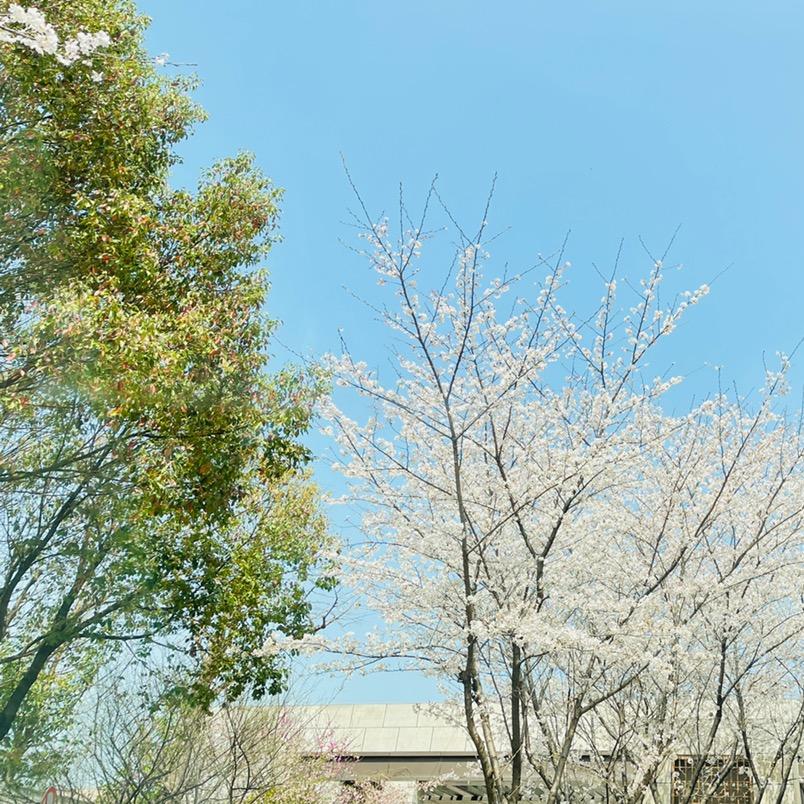 橘子与黑桃