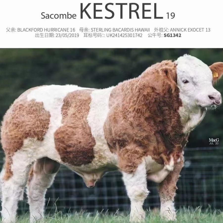 宣威大佑家肉牛养殖服务—李山