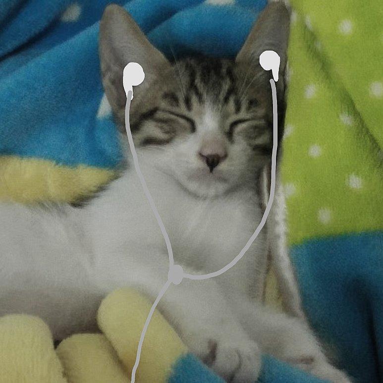 ✌︎牛大壮是只猫