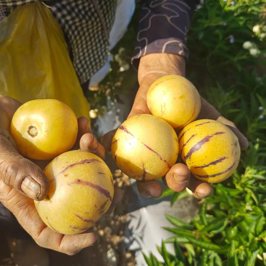 石林人参果苗工厂