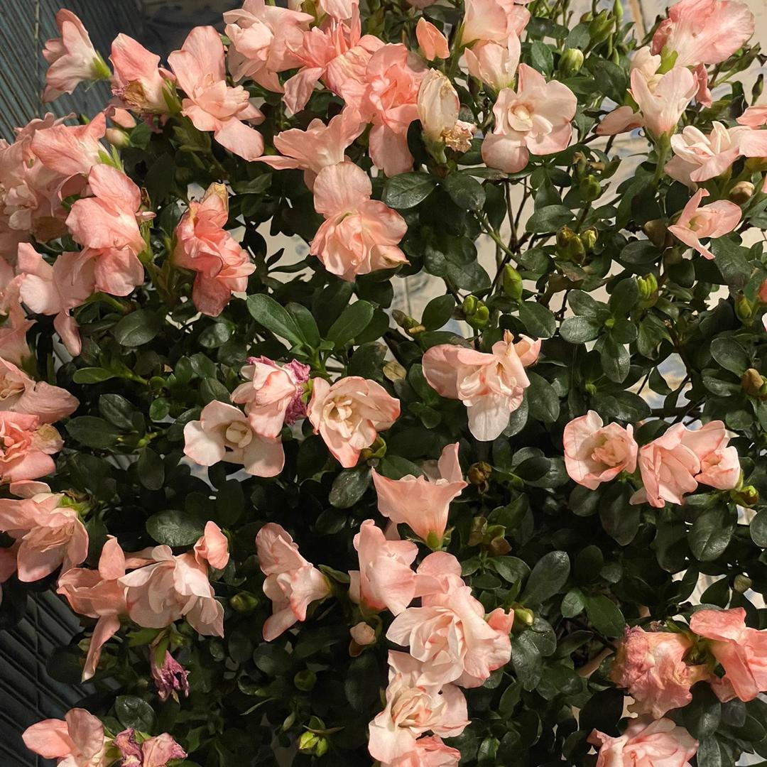 ZozoDaily（车企打工人）