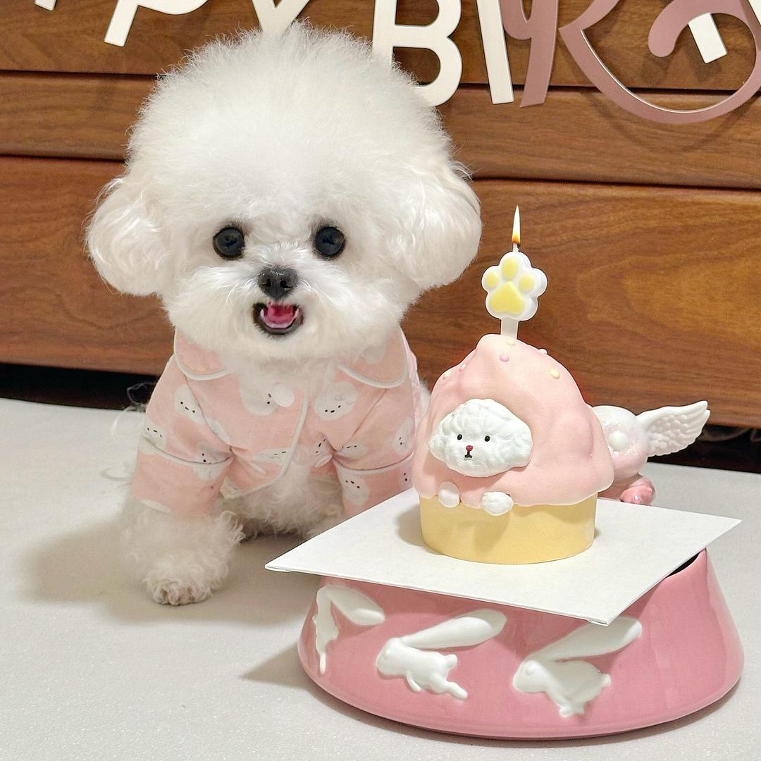 云南哆咪家优质萌宠