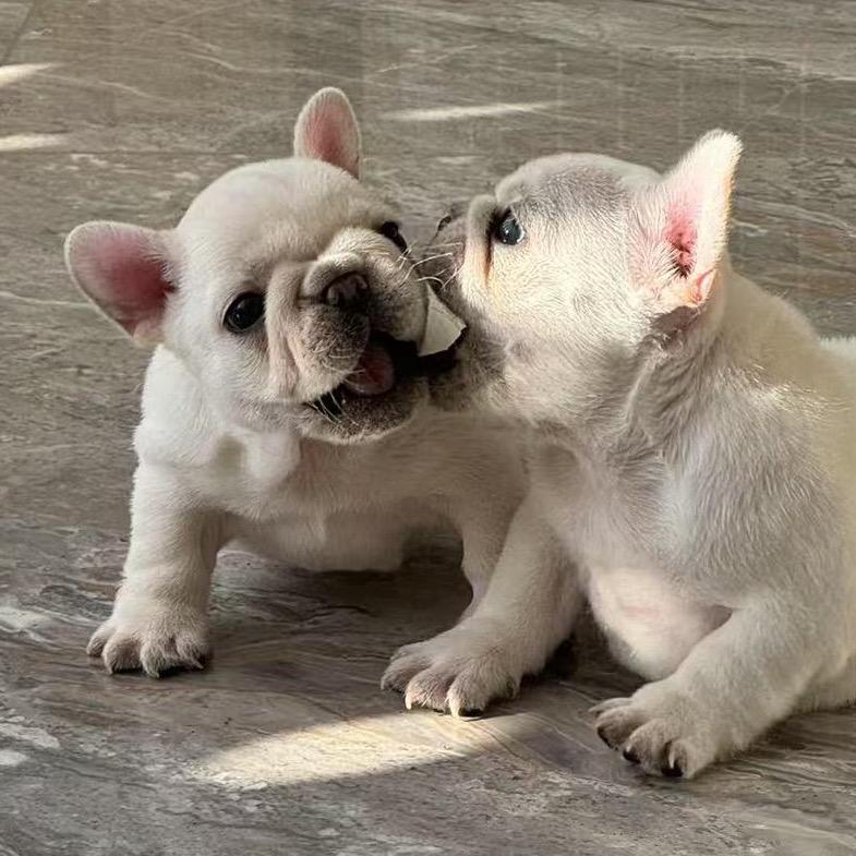 阳阳家法斗宝宝