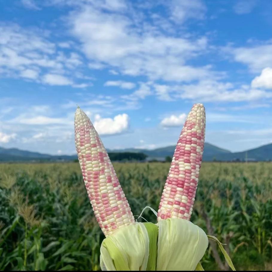 佤乡源
