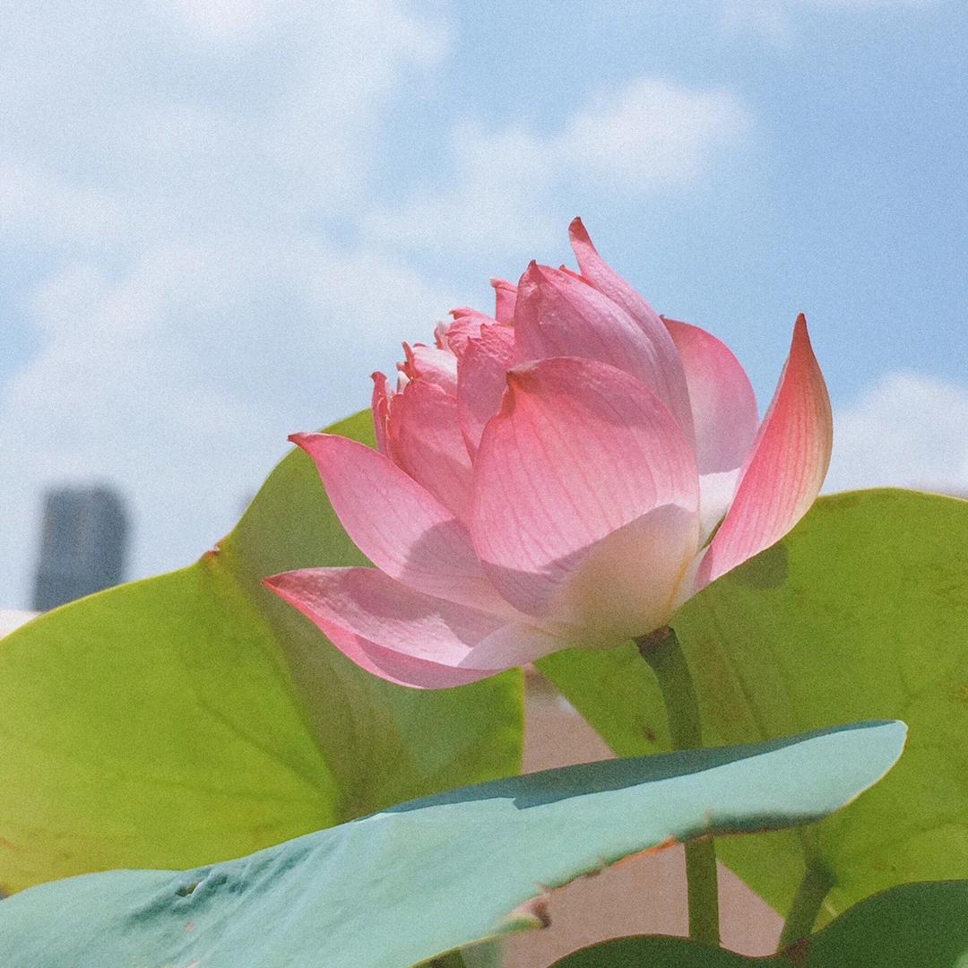 御花园