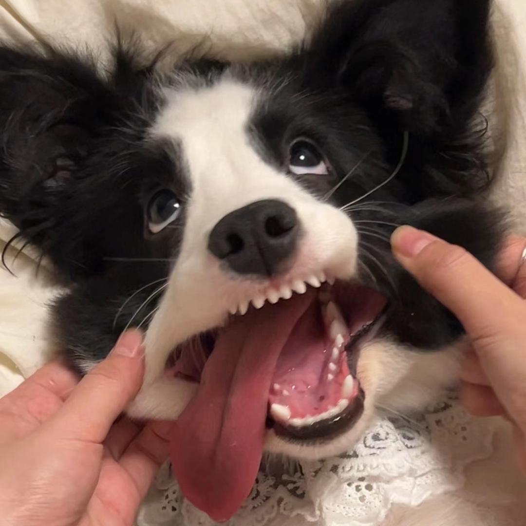 要一个薯条🍟
