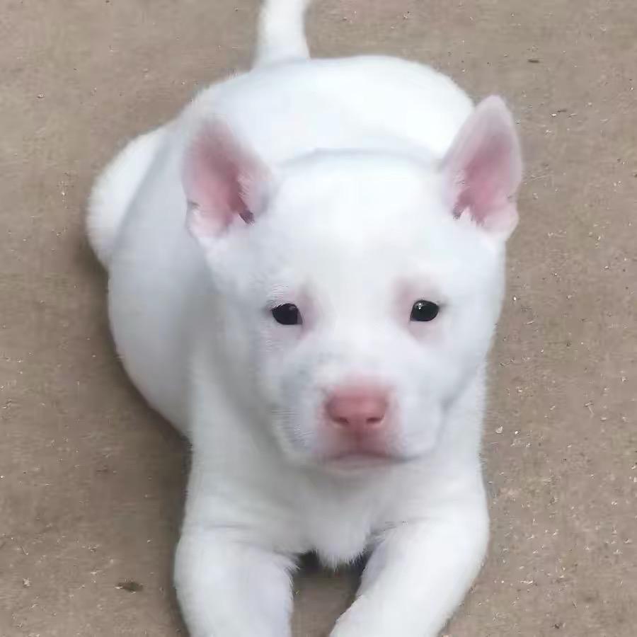 粤 J 上官🇨🇳带枪🐕狗界扛霸子