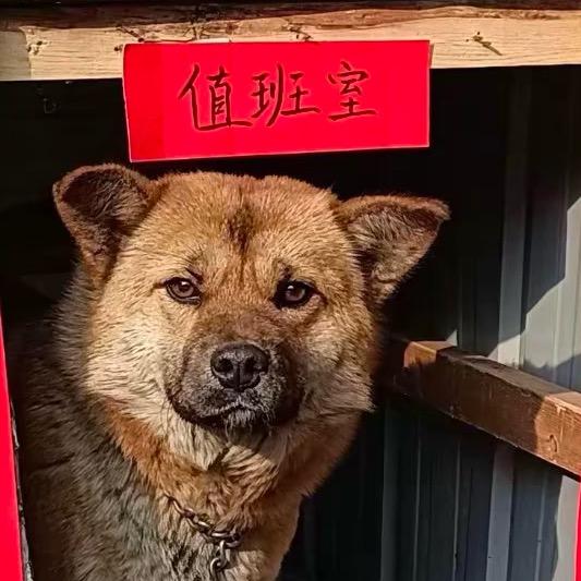 旺财🐶