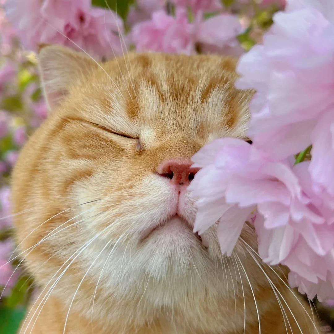 落花随水流