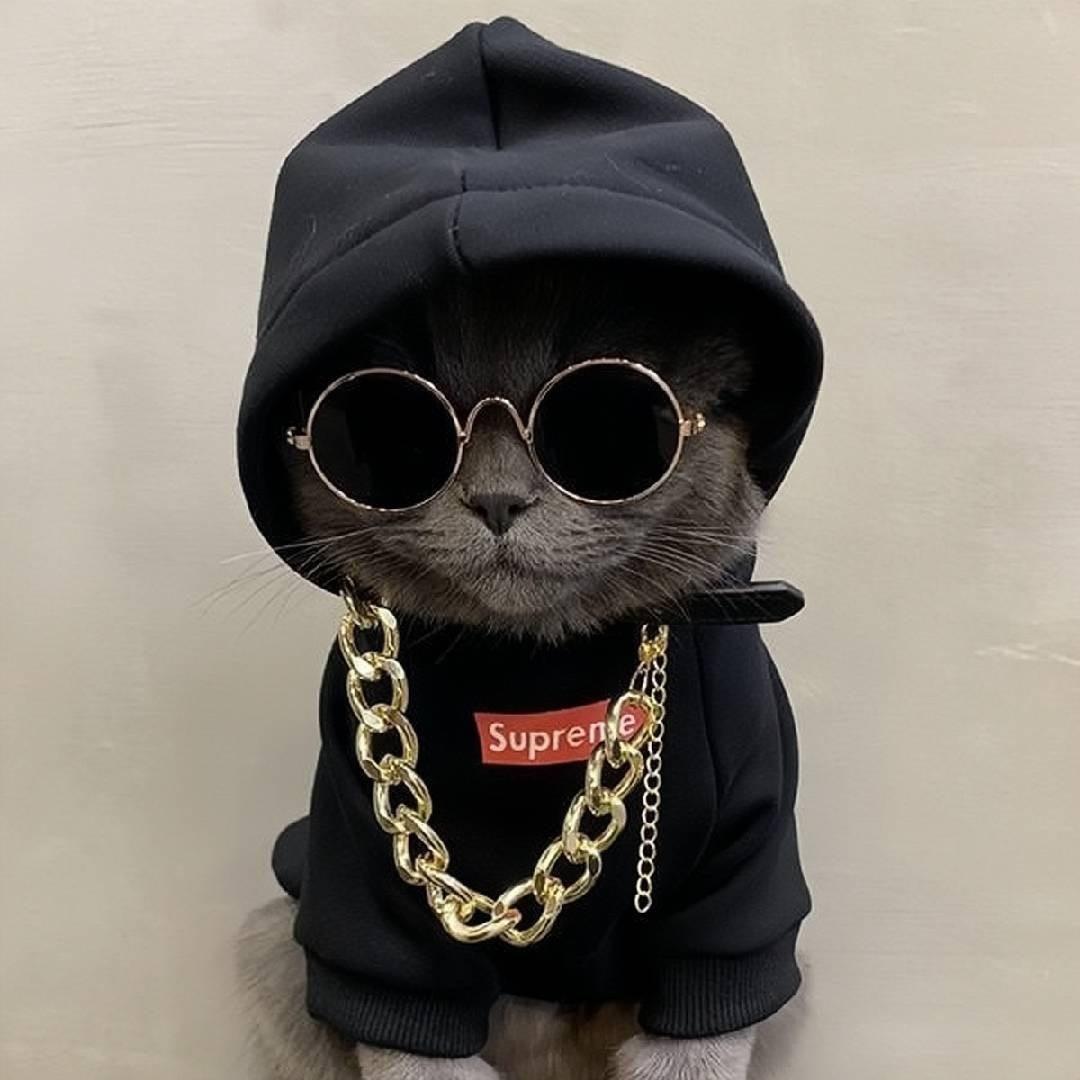 冷酷小鲨鱼.𝙯ᙆ