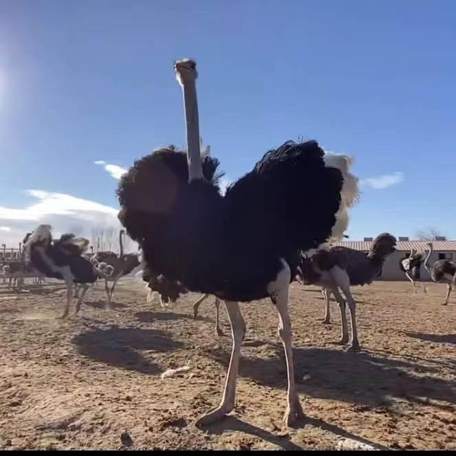 鸵鸟养殖分享娜姐