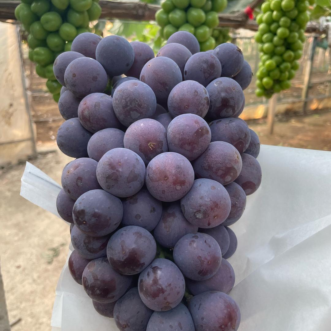葡萄园🍇