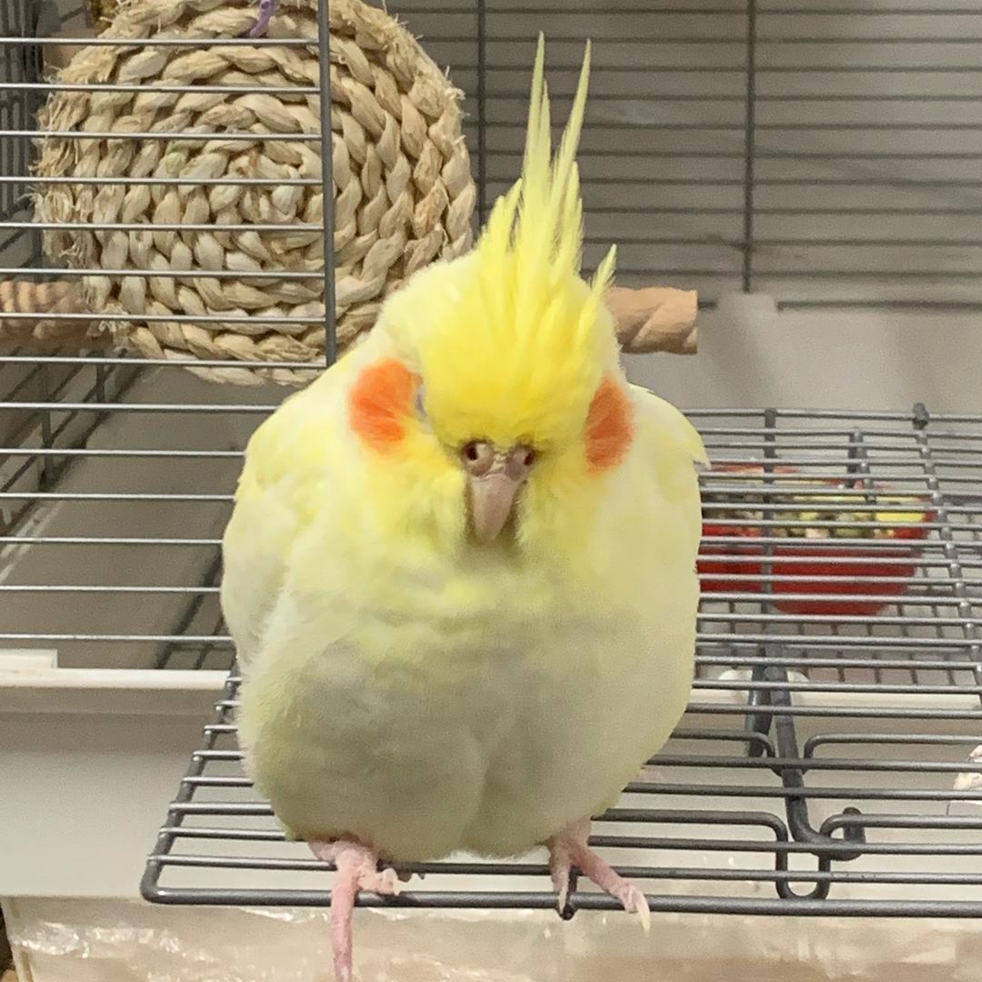 布bubu (吸鸟版）