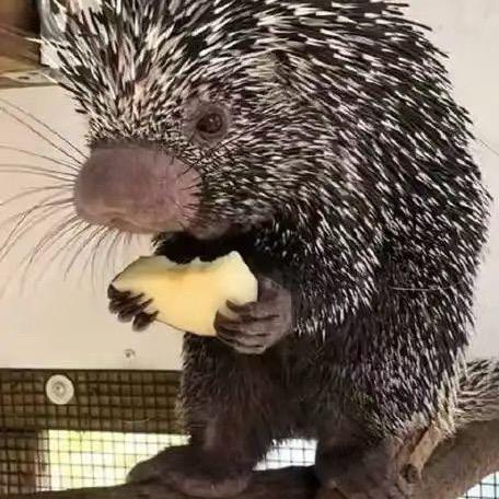 景点特色影流必备神器（美胜动物进出口）