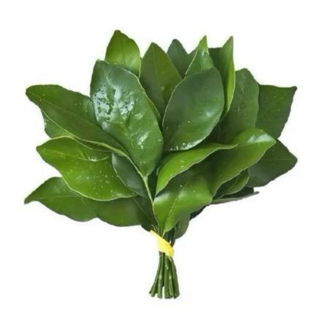 椿见🌿